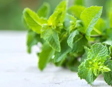 Planta de menta de dónde se extrae el aceite esencial de menta