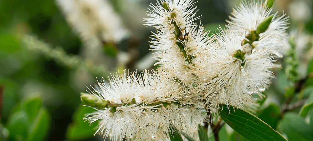 aceite esencial de árbol de te