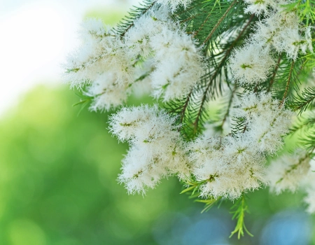 Árbol de té de dónde se extrae el aceite esencial