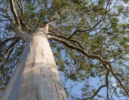 árbol de eucaliptus, de las hojas se extrae el aceite esencial de eucaliptus.